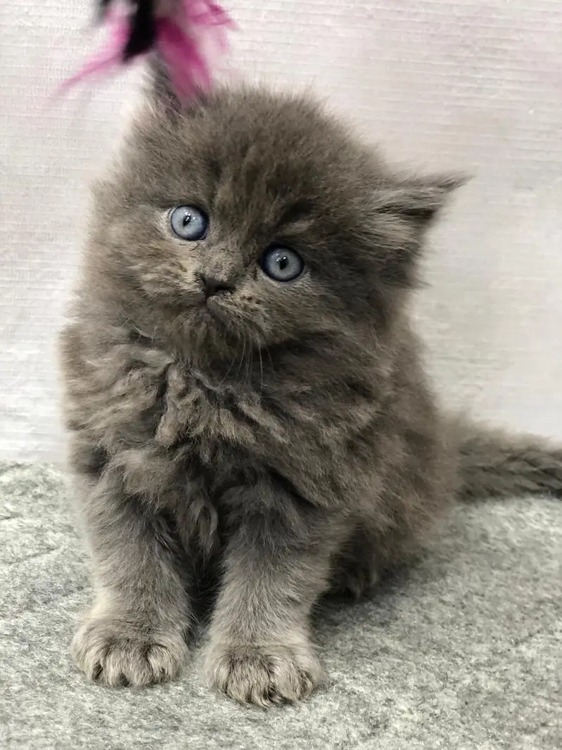 Persian Punch Face Kitten for Sale with Home Delivery