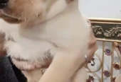 Brown & Cream Labrador Puppies for Sale – Last 2 Male Puppies