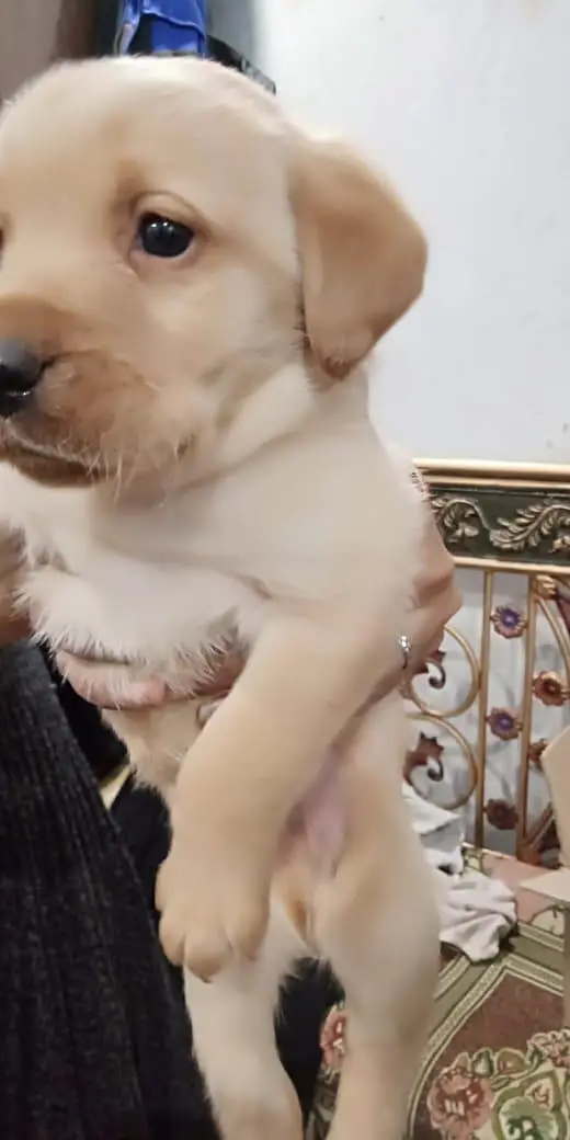 Brown & Cream Labrador Puppies for Sale – Last 2 Male Puppies