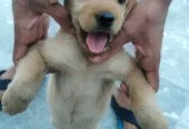 Brown & Cream Labrador Puppies for Sale – Last 2 Male Puppies