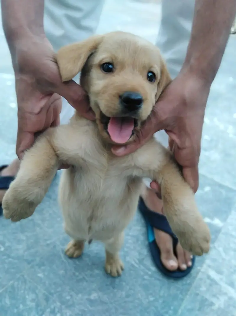 Brown & Cream Labrador Puppies for Sale – Last 2 Male Puppies