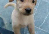 Brown & Cream Labrador Puppies for Sale – Last 2 Male Puppies
