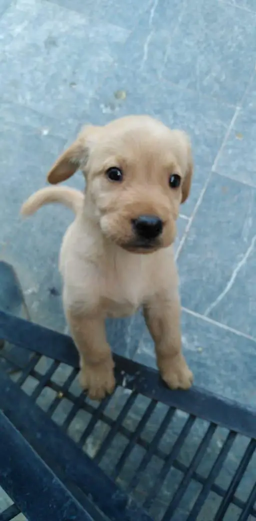 Brown & Cream Labrador Puppies for Sale – Last 2 Male Puppies