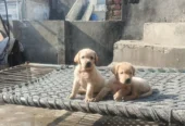 Brown & Cream Labrador Puppies for Sale – Last 2 Male Puppies
