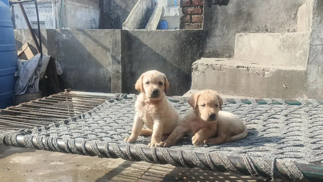 Brown & Cream Labrador Puppies for Sale – Last 2 Male Puppies