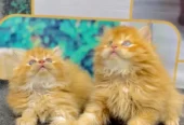 Persian Punch Face Kitten for Sale with Home Delivery