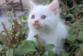 Ghar ka Pala Hua Pussy Cat Bacha for Sale