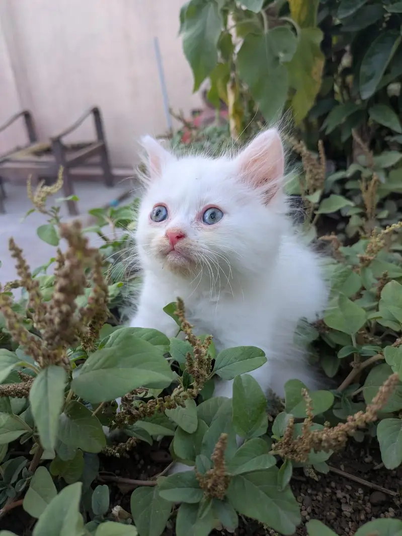 Ghar ka Pala Hua Pussy Cat Bacha for Sale