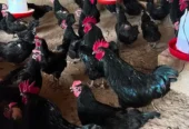 Black Australorp, Fayoumi Aur Laying Hens Available