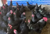 Black Australorp, Fayoumi Aur Laying Hens Available