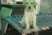 Brown & Cream Labrador Puppies for Sale – Last 2 Male Puppies