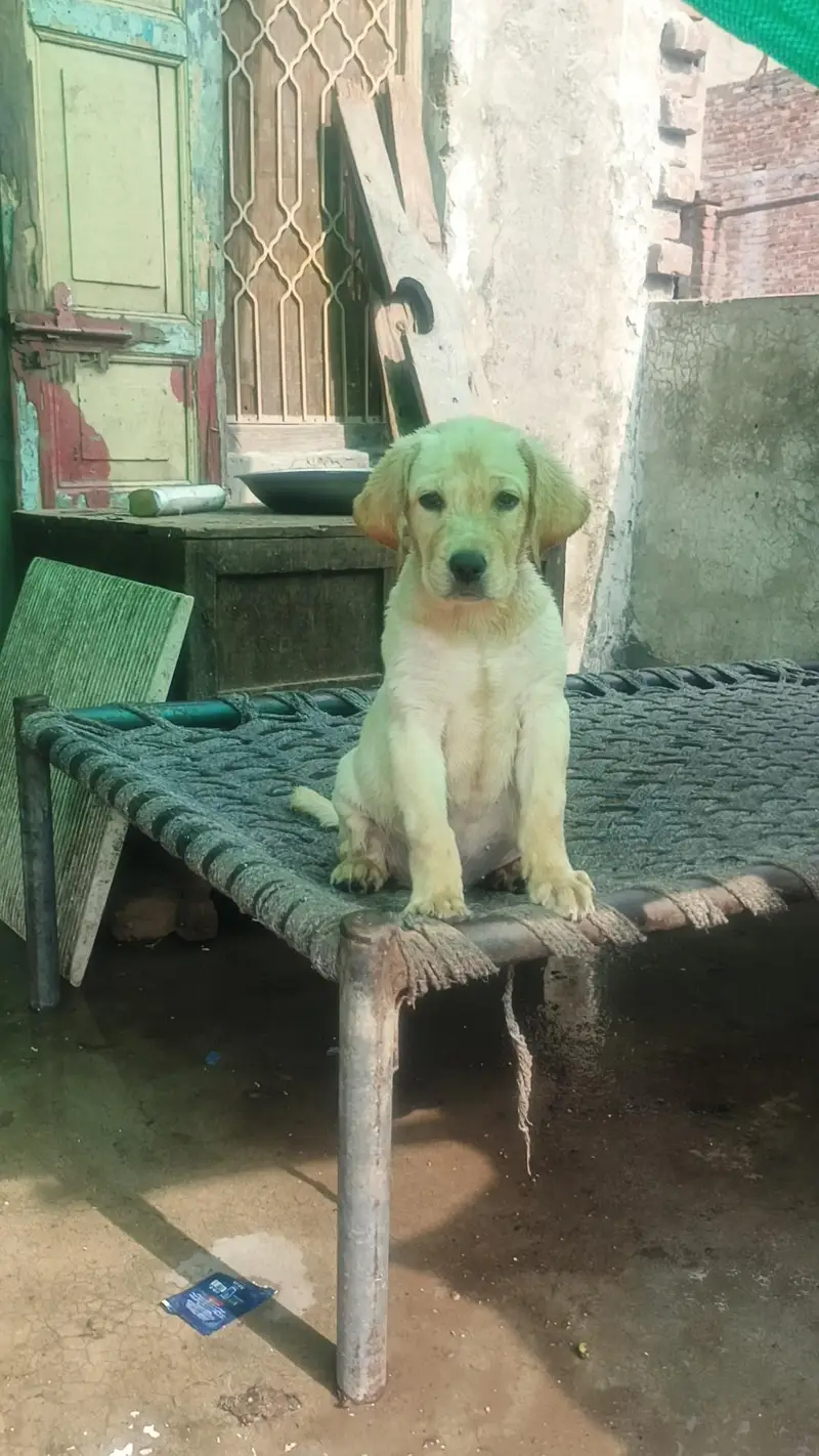 Brown & Cream Labrador Puppies for Sale – Last 2 Male Puppies