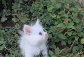 Ghar ka Pala Hua Pussy Cat Bacha for Sale