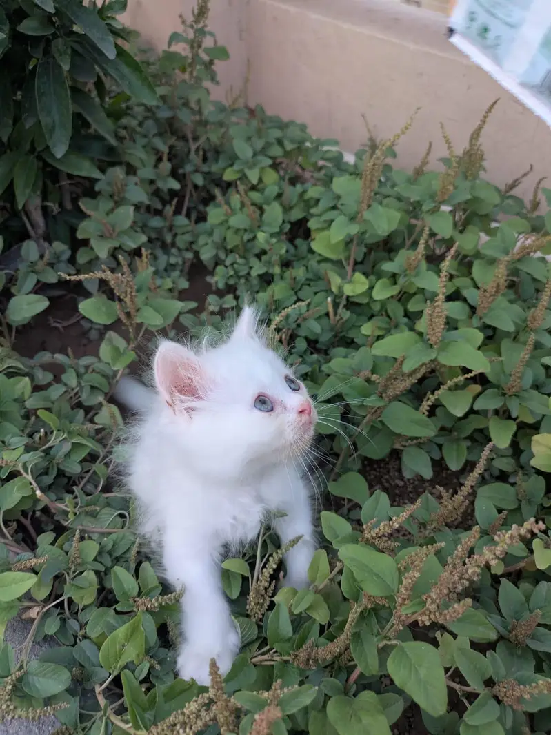 Ghar ka Pala Hua Pussy Cat Bacha for Sale