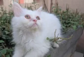 Ghar ka Pala Hua Pussy Cat Bacha for Sale