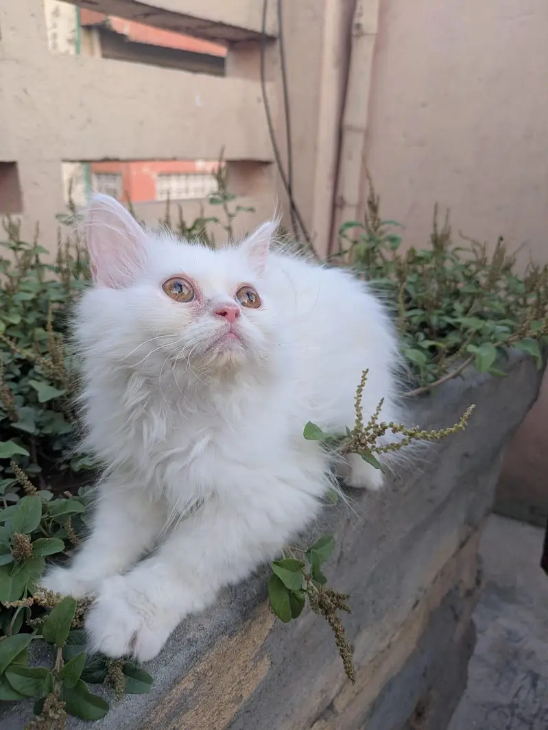 Ghar ka Pala Hua Pussy Cat Bacha for Sale