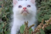Ghar ka Pala Hua Pussy Cat Bacha for Sale
