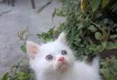 Ghar ka Pala Hua Pussy Cat Bacha for Sale