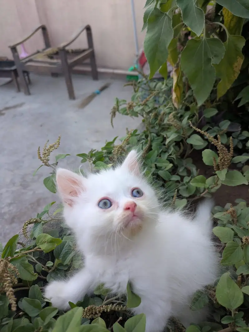 Ghar ka Pala Hua Pussy Cat Bacha for Sale