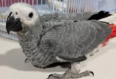 African Grey Parrot Babies Available Hai For Sale