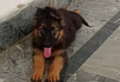 Healthy German Shepherd Dogs for Sale