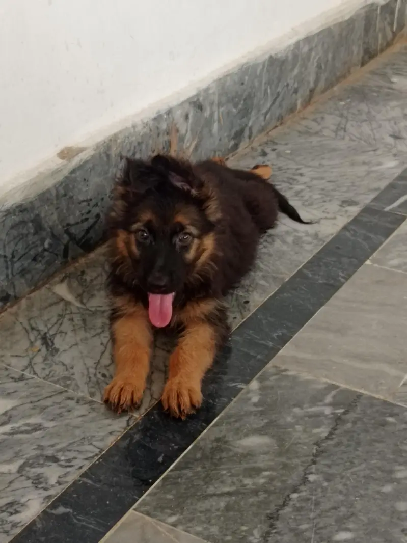 Healthy German Shepherd Dogs for Sale