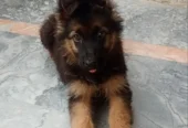 Healthy German Shepherd Dogs for Sale