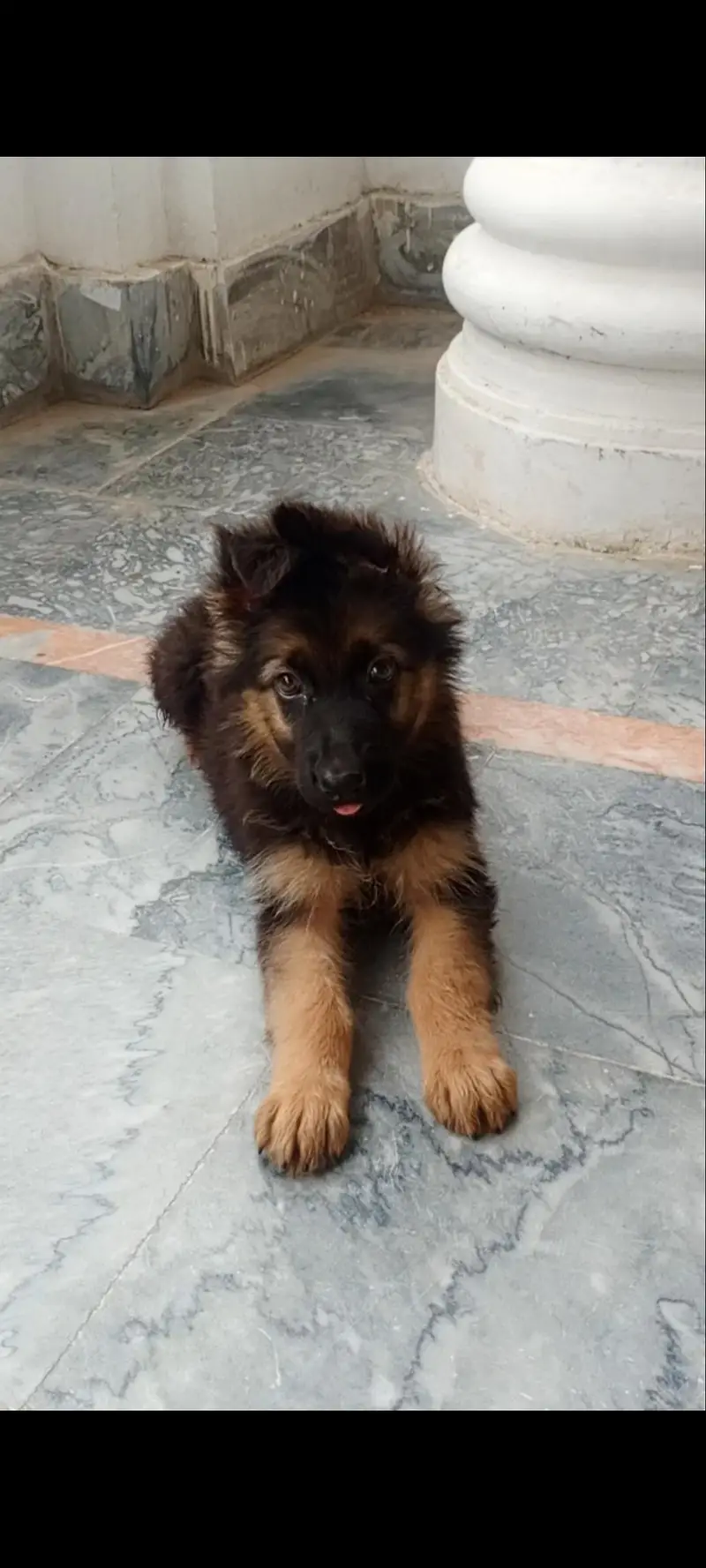 Healthy German Shepherd Dogs for Sale