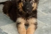 Healthy German Shepherd Dogs for Sale