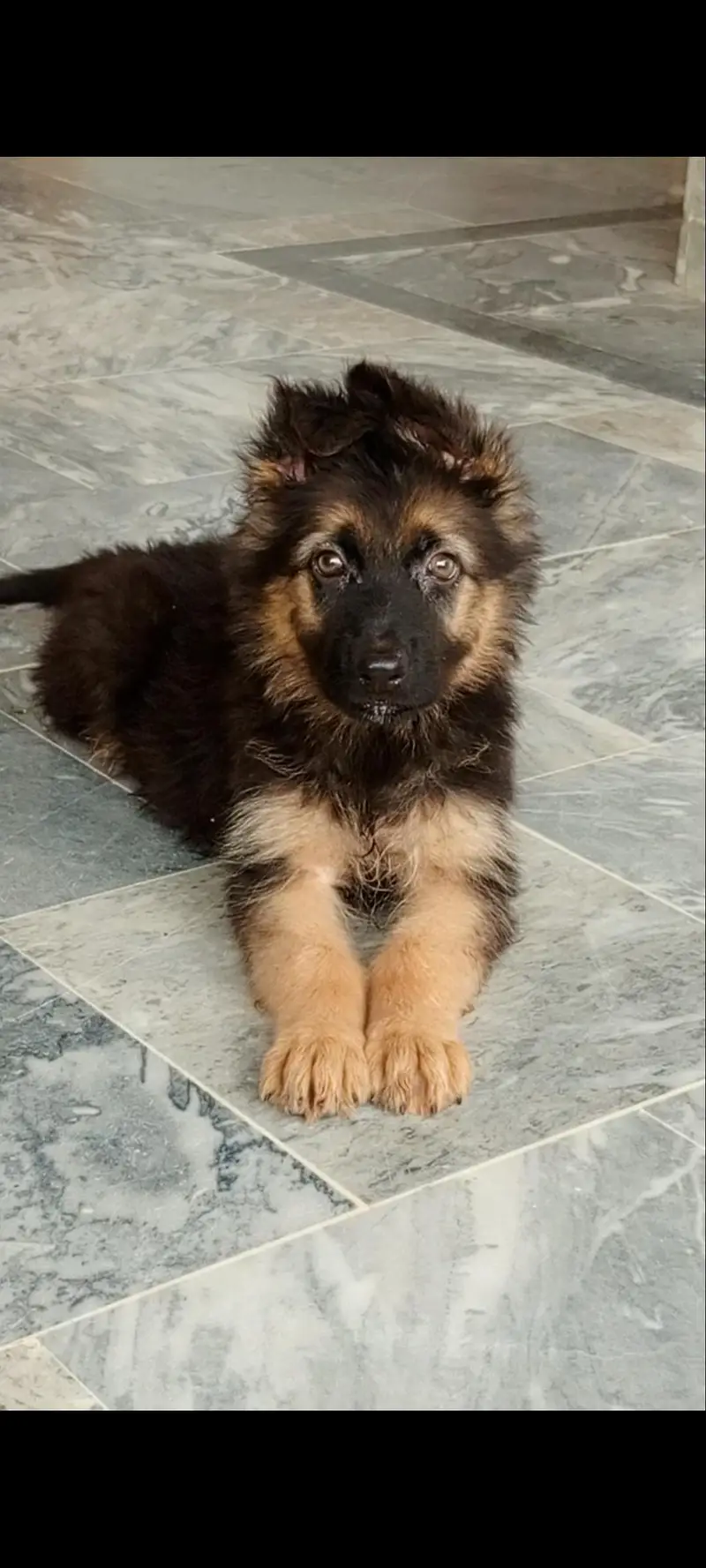 Healthy German Shepherd Dogs for Sale