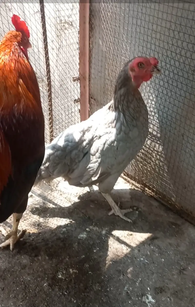Ghar Ka Pala Murga Aur Murgi Healthy Pair Hai