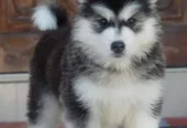 Siberian Husky Puppy for Sale – Blue Eyes – Wolly Coat