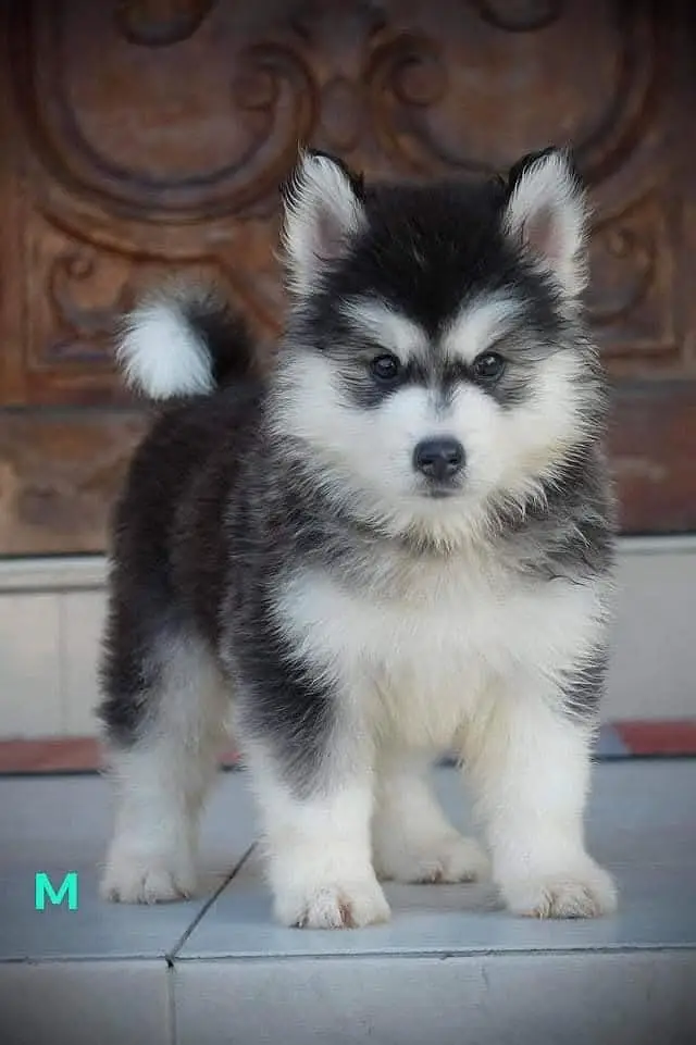 Siberian Husky Puppy for Sale – Blue Eyes – Wolly Coat