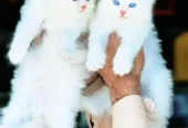 Persian Female Kitten for Sale | Pakistan Delivery Available