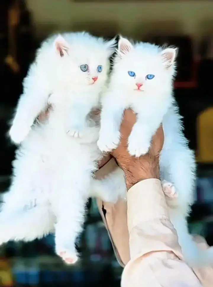 Persian Female Kitten for Sale | Pakistan Delivery Available