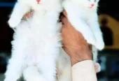 Persian Female Kitten for Sale | Pakistan Delivery Available