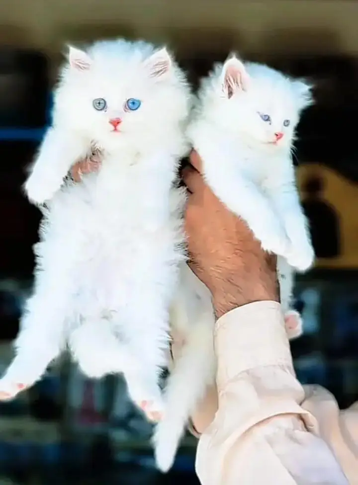 Persian Female Kitten for Sale | Pakistan Delivery Available