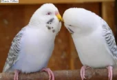 Healthy Budgies Breeder Pair for Sale | Birds Ad Pakistan