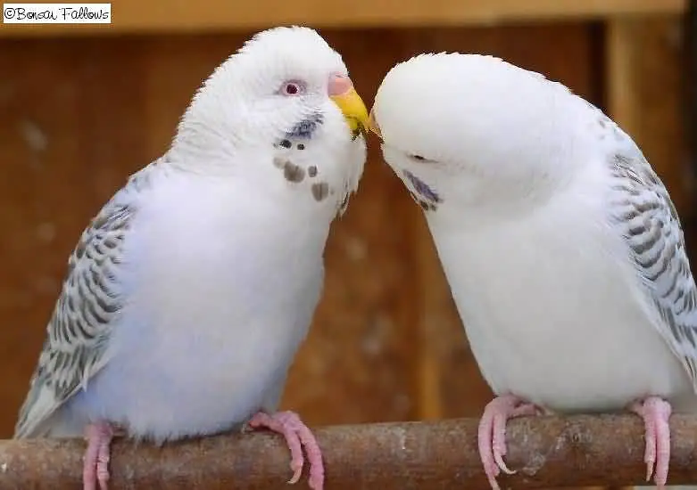 Healthy Budgies Breeder Pair for Sale | Birds Ad Pakistan
