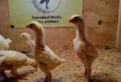 Premium Shamo Chicks for Sale – Aseel, King, White & German Bloodline