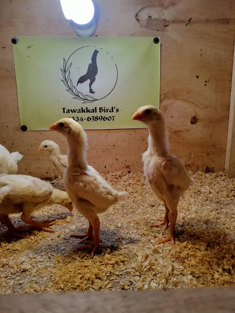 Premium Shamo Chicks for Sale – Aseel, King, White & German Bloodline