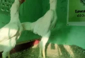 Premium Shamo Chicks for Sale – Aseel, King, White & German Bloodline