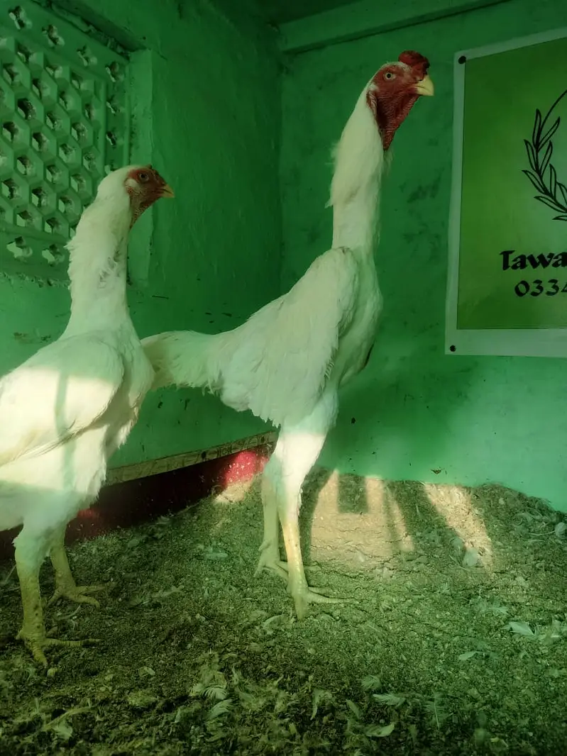 Premium Shamo Chicks for Sale – Aseel, King, White & German Bloodline