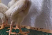 Premium Shamo Chicks for Sale – Aseel, King, White & German Bloodline