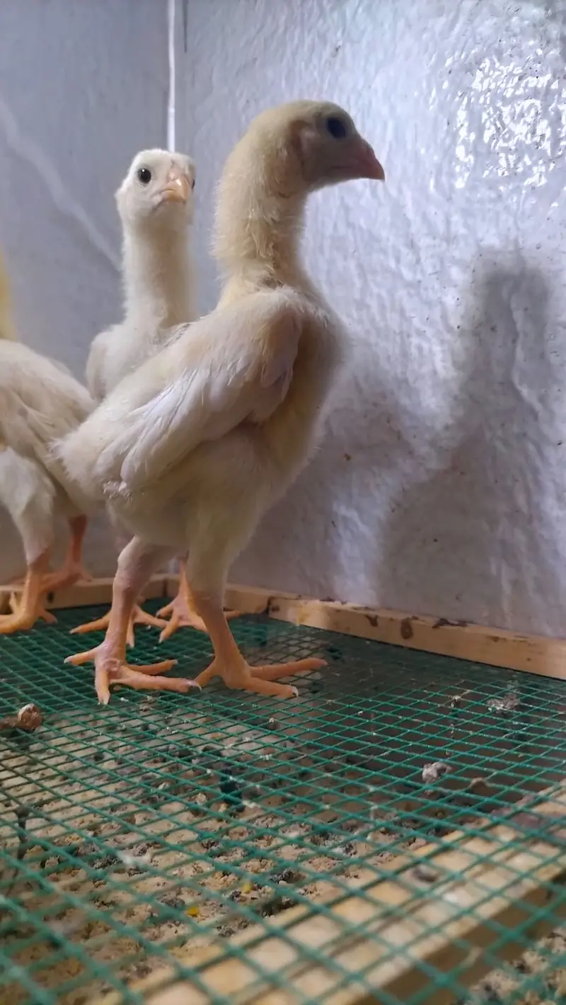 Premium Shamo Chicks for Sale – Aseel, King, White & German Bloodline