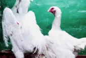Premium Shamo Chicks for Sale – Aseel, King, White & German Bloodline