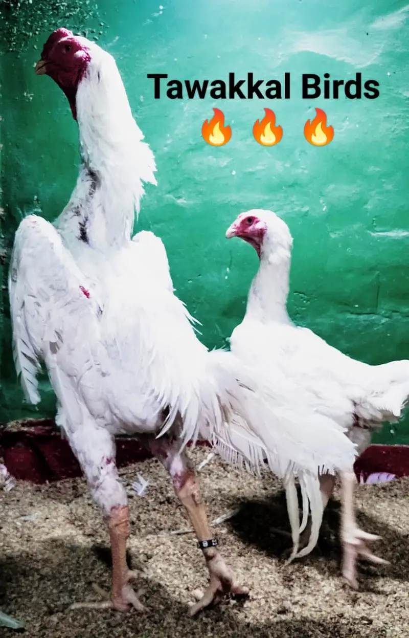 Premium Shamo Chicks for Sale – Aseel, King, White & German Bloodline