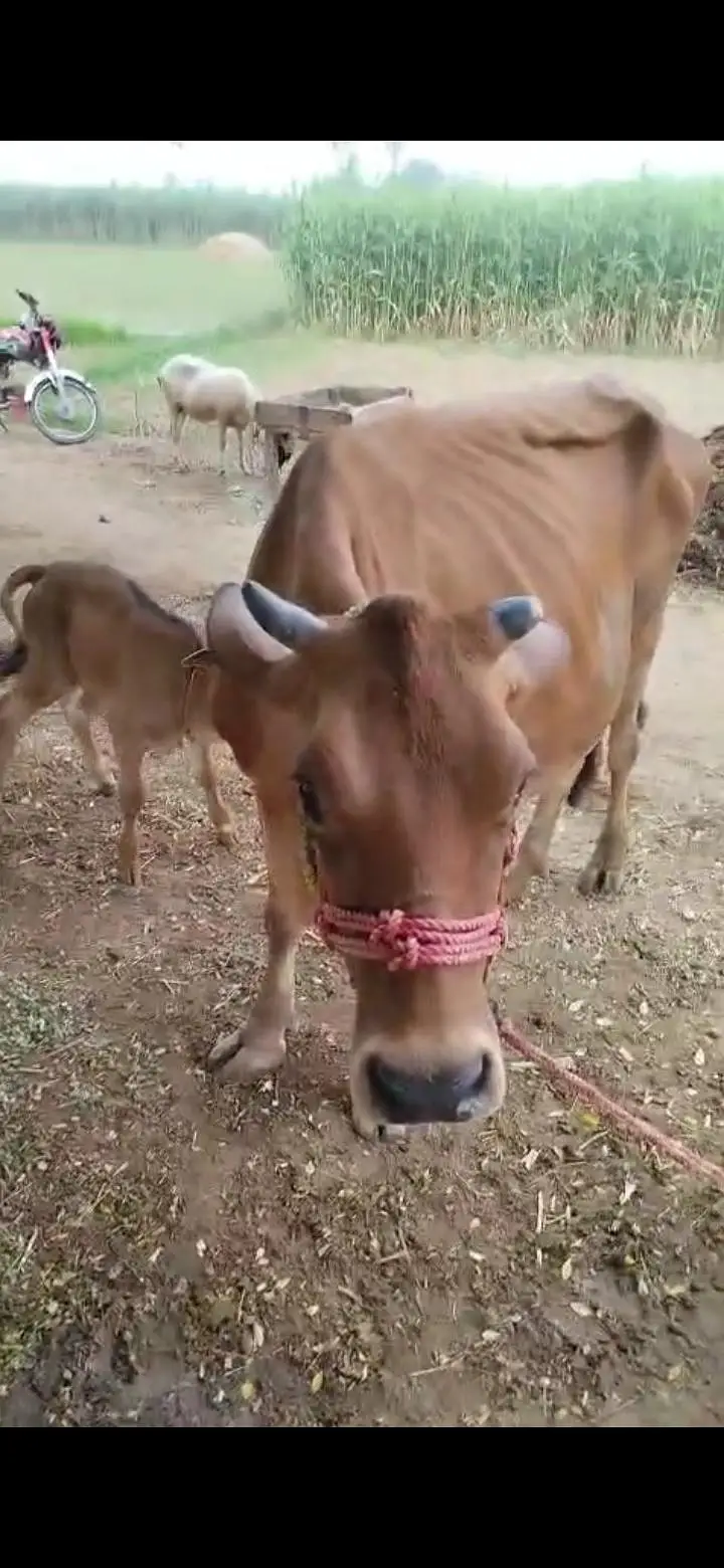 Sahiwal Jersey Cross Cow for Sale – Healthy Dairy Animal