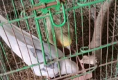 Cockatiel Breeding Pair with Cage for Sale in Pakistan
