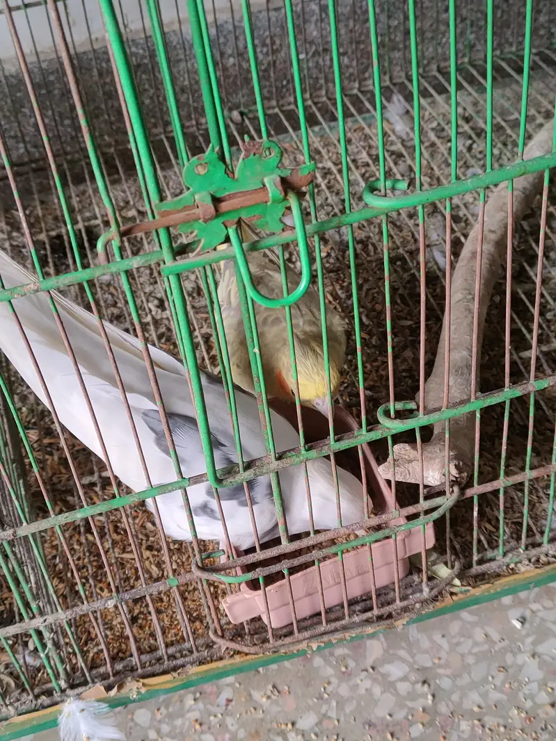 Cockatiel Breeding Pair with Cage for Sale in Pakistan